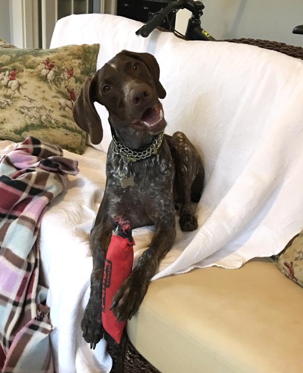 /Images/uploads/Southeast German Shorthaired Pointer Rescue/segspcalendarcontest2018/entries/8814thumb.jpg